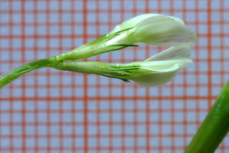 Trifolium subterraneum subsp. oxaloides / Trifoglio simile all''acetosella